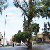 Anche il �famoso� eucalipto di via De Tullio, che dal Dopoguerra funge da spartitraffico naturale della strada, � stato aggredito dagli insetti...